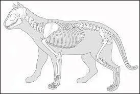 Le squelette du chat est compos de :