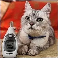 Pourquoi le chat ronronne-t-il ?