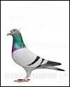 Comment s'appelle ce pigeon, grand ami de Louis ?