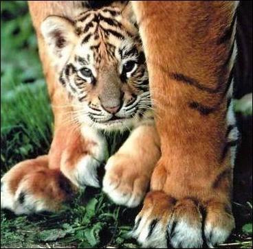 Comment s'appelle le bébé du tigre ?