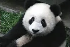 Où peux-tu rencontrer un panda ?