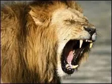 La morsure du tigre peut-elle tre mortelle ?