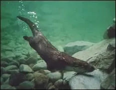 Combien de temps la loutre peut-elle rester en apne ?