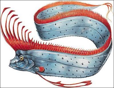 Animaux bizarres : je peux mesurer jusqu'à 7 m, je suis un poisson des mers chaudes. Qui suis-je ?