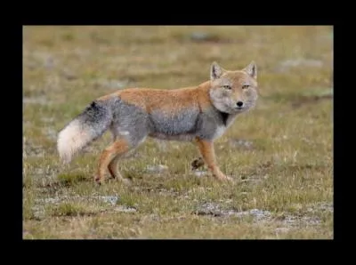 Les canidés (3) : quel est ce canidé ?