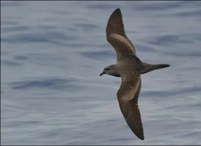 Les oiseaux marins d'Europe (3) : je ressemble à une océanite tempête. Que suis-je ?