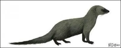 Herpestidés (2) : quelle est cette mangouste se nourrissant principalement de rongeurs ?