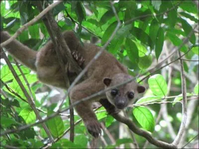 Les procyonidés : quel est cet animal qui peut vivre, dans un cas exceptionnel, jusqu'à 40 ans et demi en captivité ?