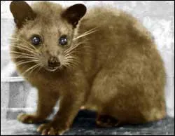 Viverridés (1) : quelle est cette civette endémique du Sri Lanka ?