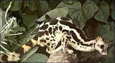 Prionodontidés, hyénidés et ailuridés : quel est ce linsang d'Asie du Sud ?