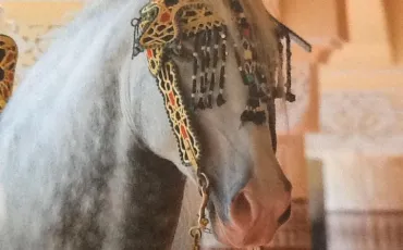 Quiz Galop 3