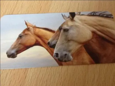 Les chevaux sauvages vivent :