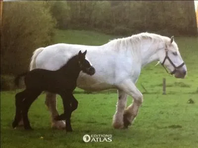 Comment nomme-t-on les trois zones principales du corps du cheval ?