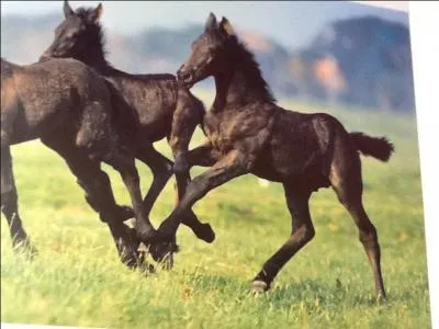 Lequel de ces types de trots ne peux-tu pas adopter ?