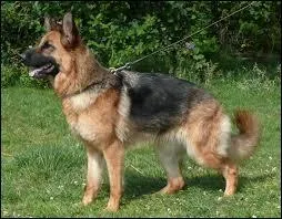 Si vous êtes mal à l'aise, vous vous sentez comme un chien ...