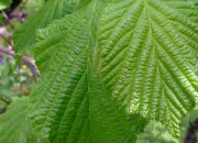 Quiz Rendez ces feuilles  leur arbre !