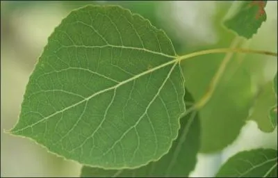 D'où proviennent ces feuilles ?