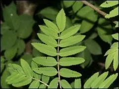 Sur quel arbre trouve-t-on ces feuilles ?