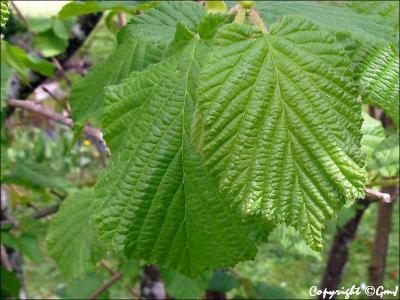 A quel arbre appartiennent ces feuilles ?