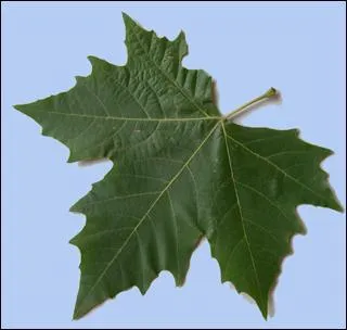 De quel arbre cette feuille est-elle tombée ?