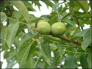 A quel arbre sont ces feuilles ?