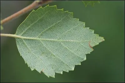 Remettez cette feuille sur son arbre !