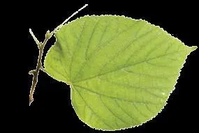 Sur quel arbre pousse cette feuille ?