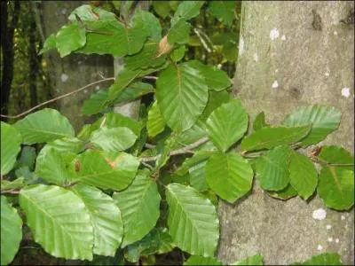 Sur quel arbre voyez-vous ces feuilles ?