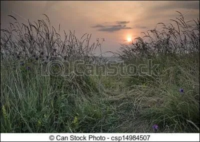 Qu'appelle-t-on "la brande" ?