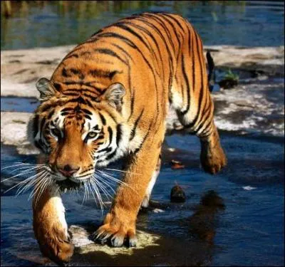 Quel est cet animal ?