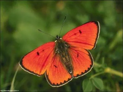Quel est cet animal?