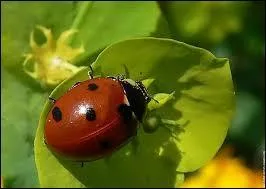 Quel est cet animal ?