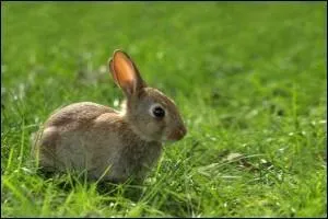 Quel est cet animal ?