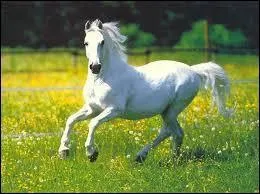 Quel est cet animal ?