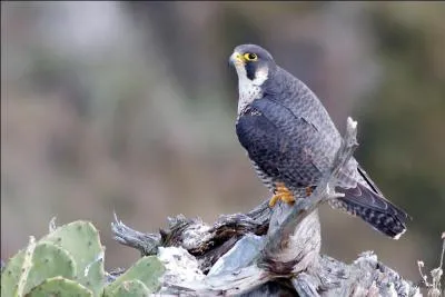 Combien pèse le mâle ?