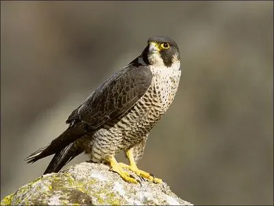 Quel est le dieu égyptien représenté par un faucon ?