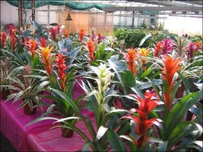 Quelles plantes d'intérieur peuvent être, benjamina, elastica ou lyrata?