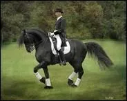 En dressage quel est le nom de cette figure?