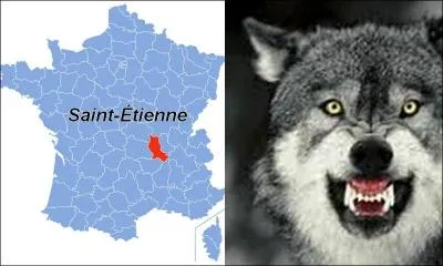 Combien un loup possède-t-il de dents ? Indice : Loire.
