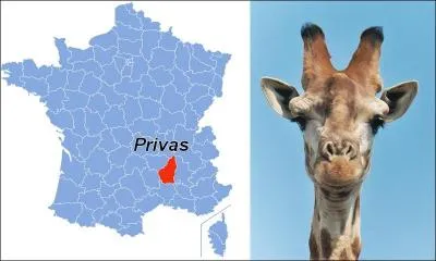 Combien de vertèbres cervicales a une girafe ? Indice : Ardèche.