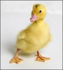 Si l'on vous dit que vous avez les pieds en canard, c'est que :