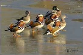 Laquelle de ces expressions n'existe pas ?