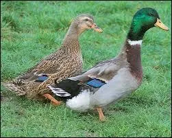 En musique, si vous faites un canard, c'est que :