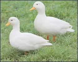 Laquelle de ces propositions est un journal hebdomadaire ?