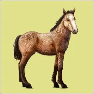 De quelle race est ce fameux cheval ?