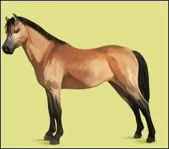 De quelle robe s'agit-il ?