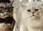 Quiz Sacré Chat !