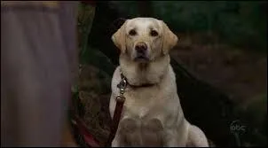 A qui est ce chien ?