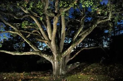 "Les bouquets du roi" caractéristiques de la forêt de Fontainebleau sont des chênes dont les branches se séparent dès la base.
