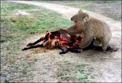 Là, tu peux voir un ours qui mange sa proie !